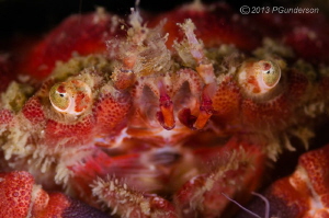Look into my Eyes!
Tiny Pygmy Rock Crab by Pat Gunderson 